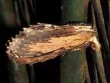 Braura truncatum